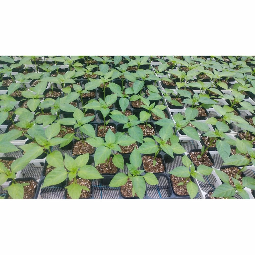 【接木苗予約】　ピーマン　ポット苗　９ｃｍ　グループ①