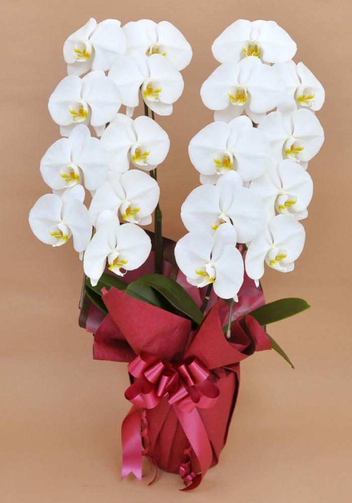 胡蝶蘭　２本立ち　２Ｌ　大輪　白