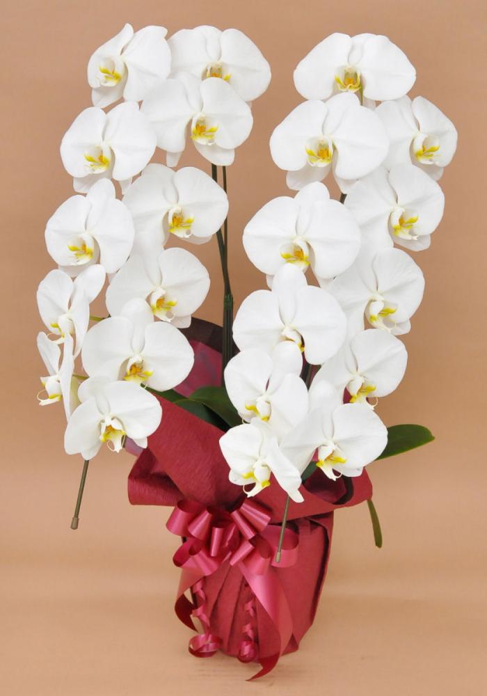 胡蝶蘭　２本立ち　３Ｌ　大輪　白