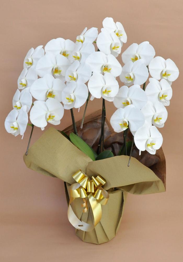 胡蝶蘭　３本立ち　Ｌ　大輪　白