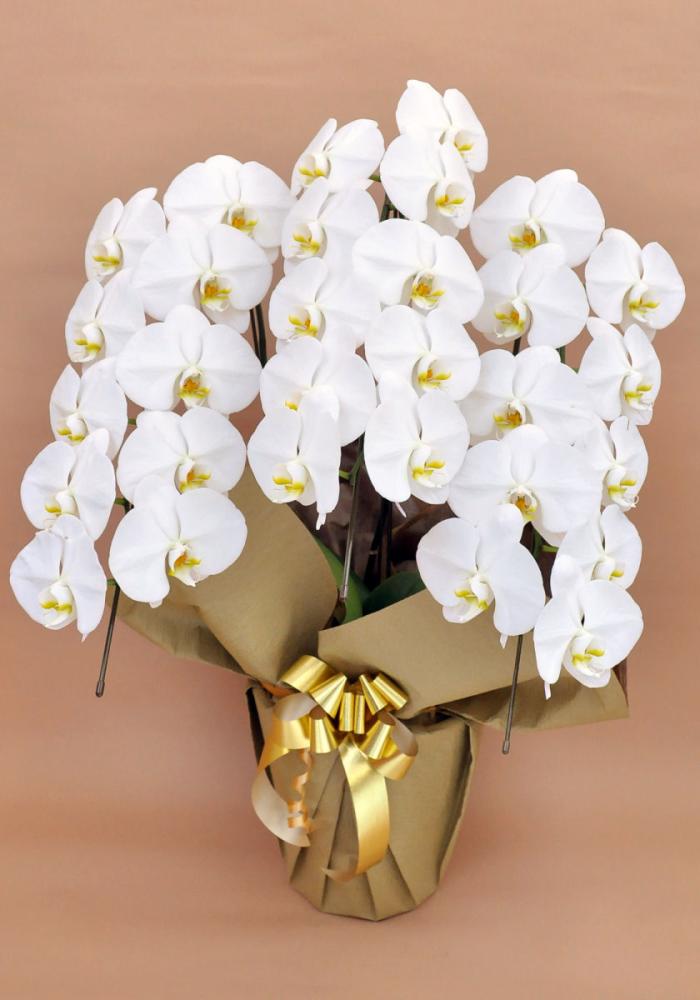 胡蝶蘭　３本立ち　２Ｌ　大輪　白