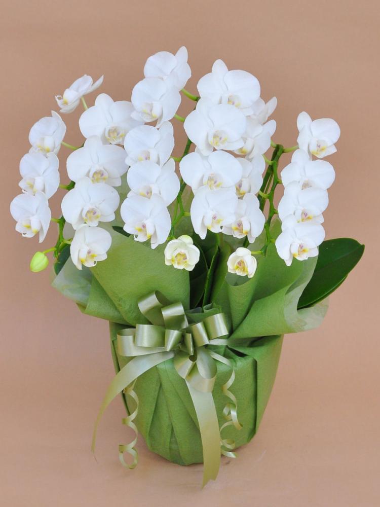 ミディ胡蝶蘭　３本立ち　Ｌ　白