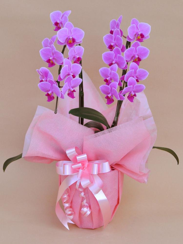 ミディ胡蝶蘭　２本立ち　Ｌ　ピンク系
