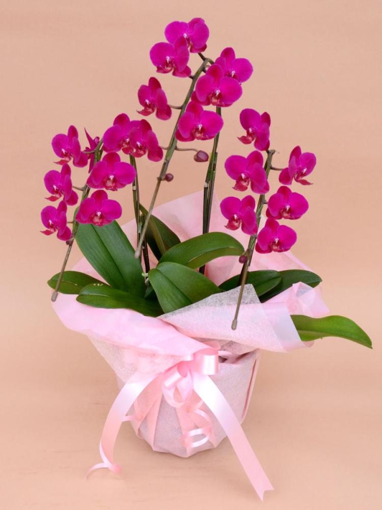 ミディ胡蝶蘭　３本立ち　Ｌ　ピンク系