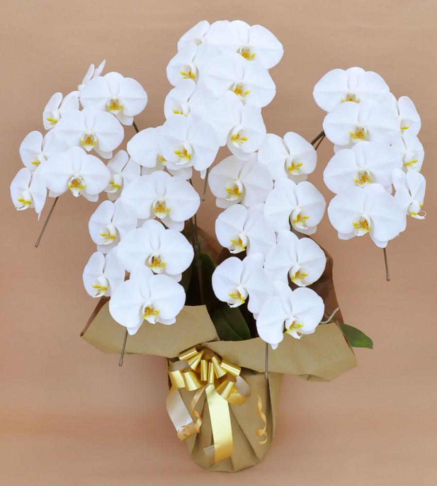 胡蝶蘭　５本立ち　Ｌ　大輪　白