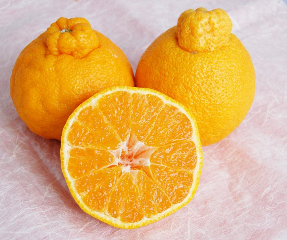 熊本県産　不知火（しらぬひ）　家庭用　Ｍ・Ｌサイズ　約５ｋｇ（１６玉前後）【注文期限：２０２６年４月１０日】