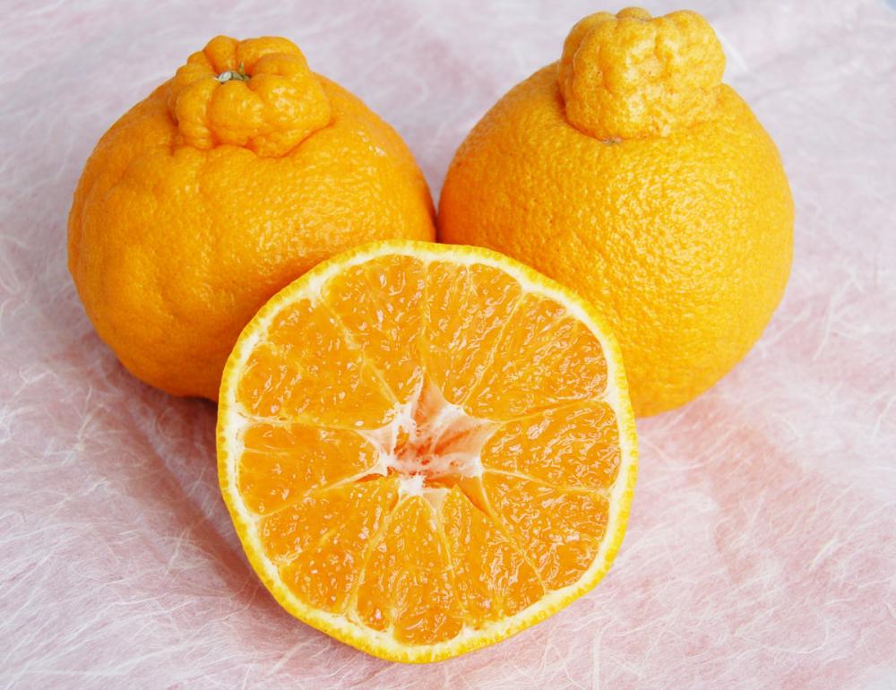 熊本県産　不知火（しらぬひ）　家庭用　Ｍ・Ｌサイズ混合　約１０ｋｇ（３０玉前後）【注文期限：２０２６年４月１０日】