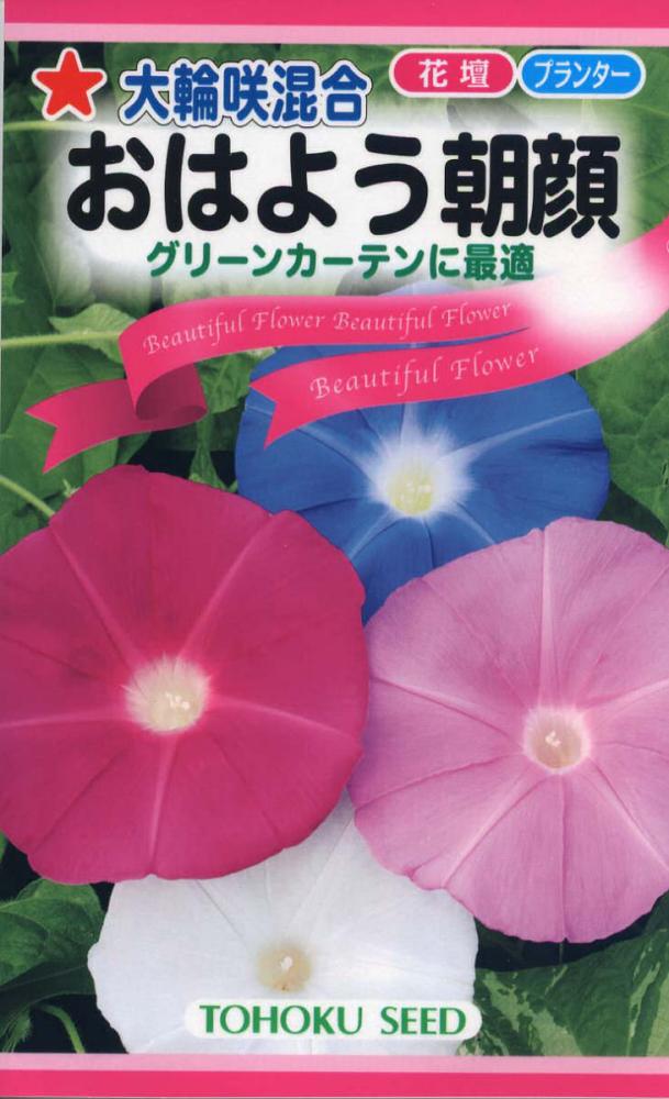 アサガオ種子　大輪咲混合　おはよう朝顔
