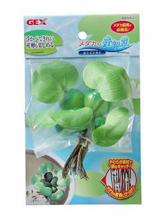 ＧＥＸ　メダカの産卵草　ホテイアオイ