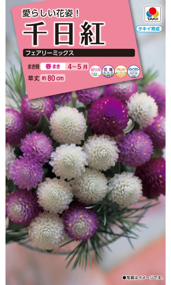 草花種子　千日紅　フェアリーミックス