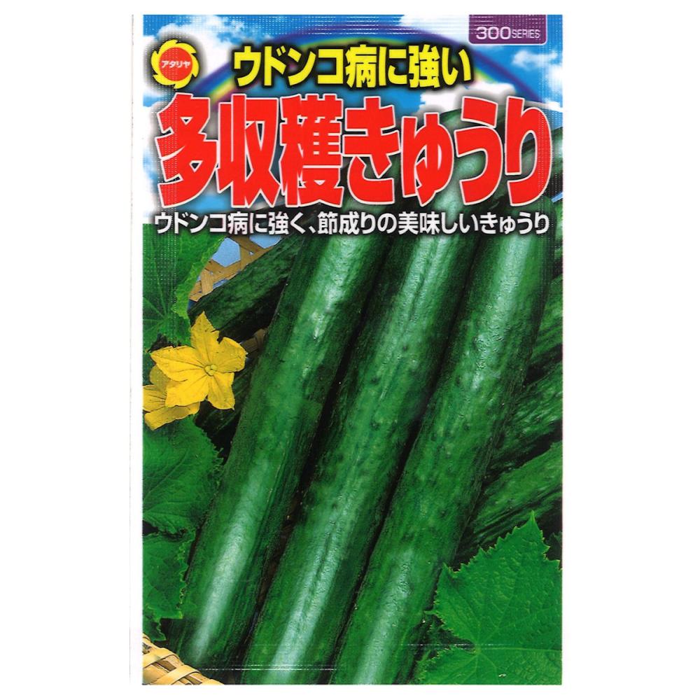 キュウリ種子　うどんこ病に強い多収穫きゅうり