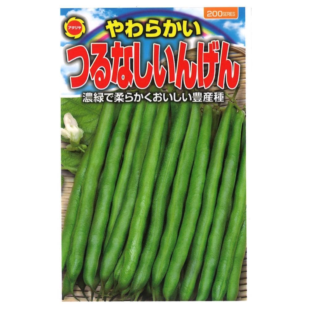 インゲン種子　やわらかいつるなしいんげん