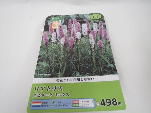 リアトリス　スピカータ　混合球根