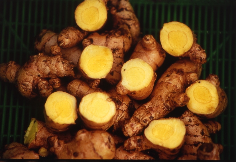 【春予約】　国産　春ウコン　１５０ｇ　【申込期限：３月２２日（日）】　【引渡予定日：４月１１日（土）～１９日（日）】