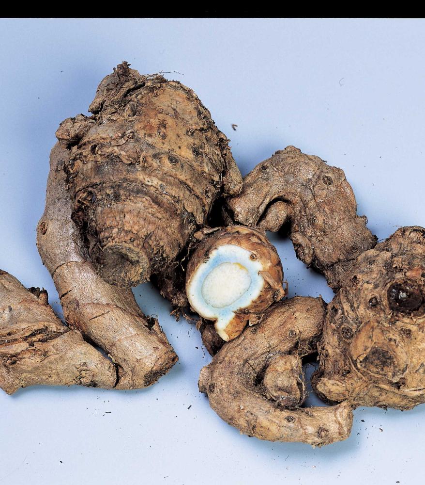 【春予約】　国産　紫ウコン　１５０ｇ　【申込期限：３月２２日（日）】　【引渡予定日：４月１１日（土）～１９日（日）】