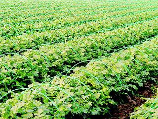 ダンポールＫ　　＃５．５×２．１ｍ　　１００本組