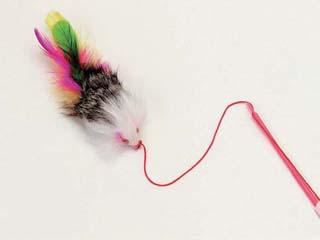 ドギーマン　じゃれ猫　フラダンス