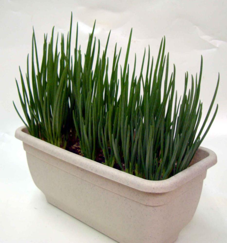 【春予約】　２０日ワケギ　５００ｇ　【申込期限：３月２２日（日）】　【引渡予定日：４月１１日（土）～１９日（日）】