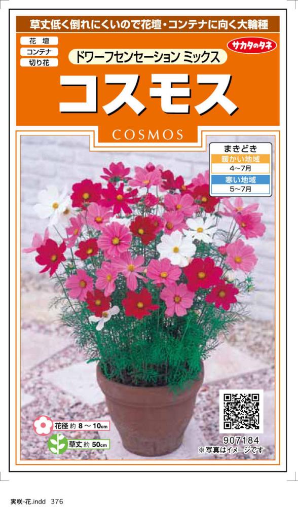 コスモス種子　ドワーフセンセーションミックス