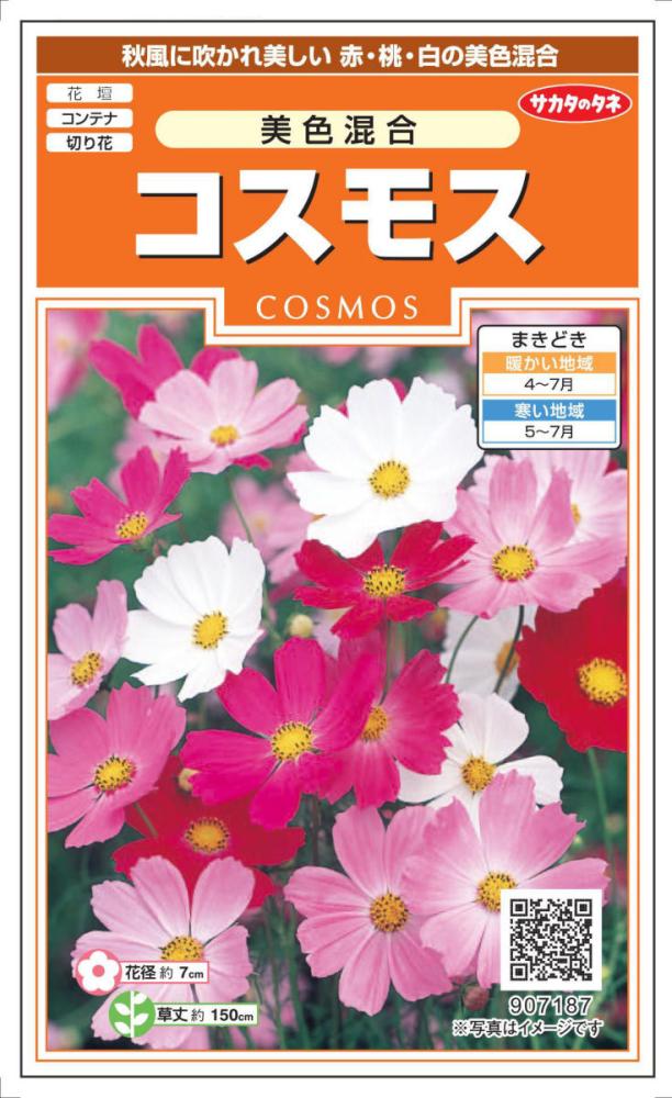 コスモス種子　美色混合