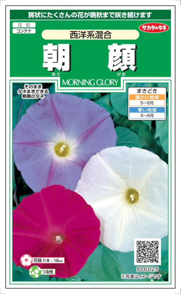 アサガオ種子　朝顔　西洋系混合