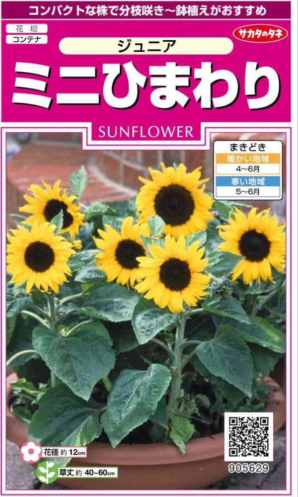 ヒマワリ種子　ミニひまわり　ジュニア