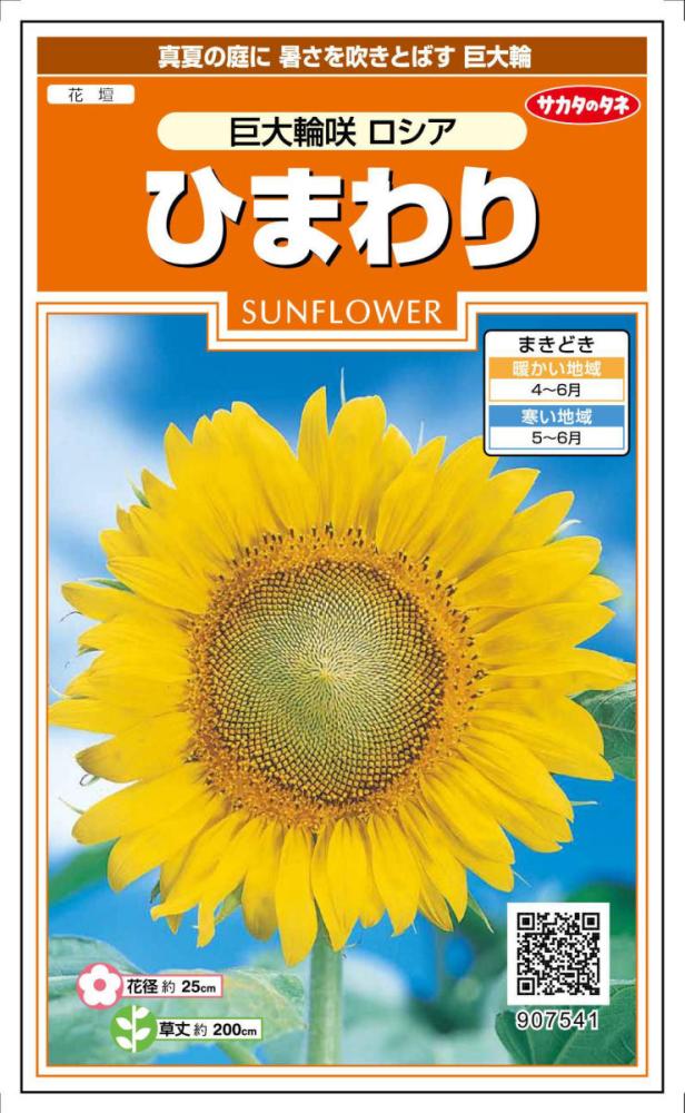 ひまわり　巨大輪咲ロシア