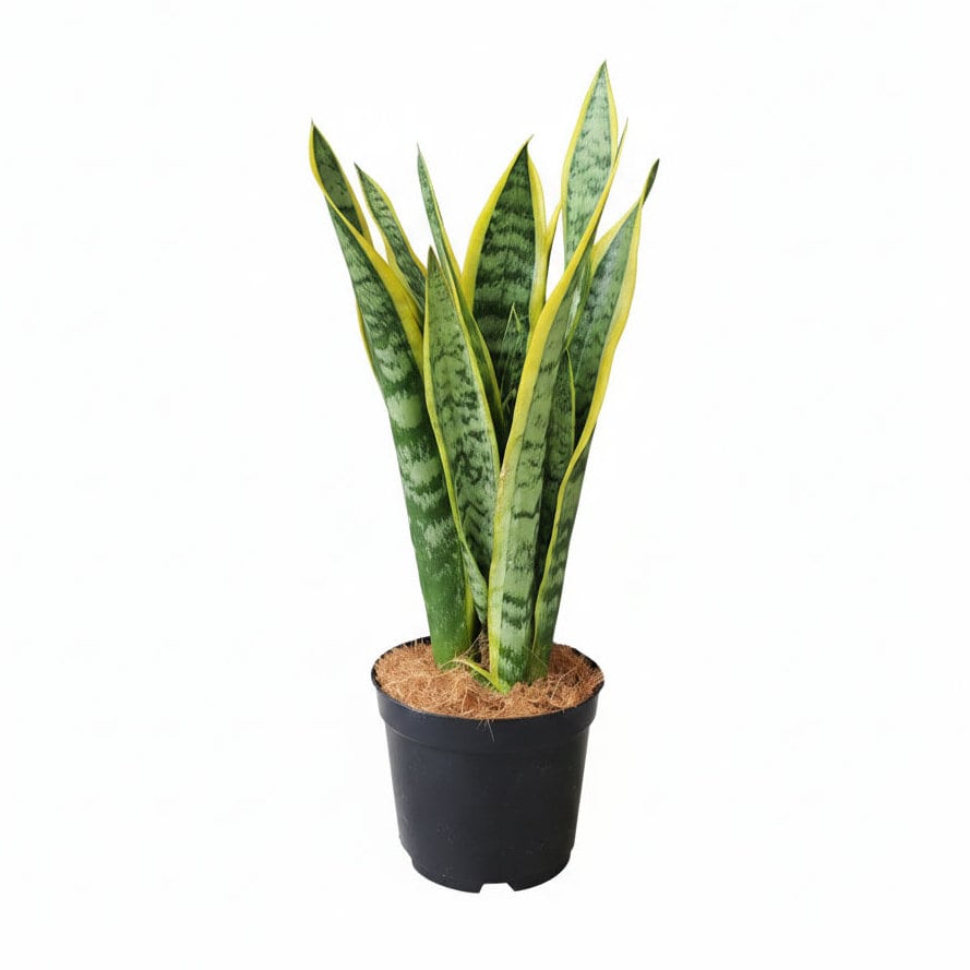 Ｂｒｅｅｚｙ　Ｇｒｅｅｎ　サンスベリア　ローレンチ　１４ｃｍ