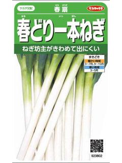 春どり一本ねぎ　春扇