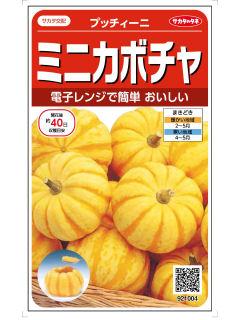 プッチィーニ　ミニカボチャ