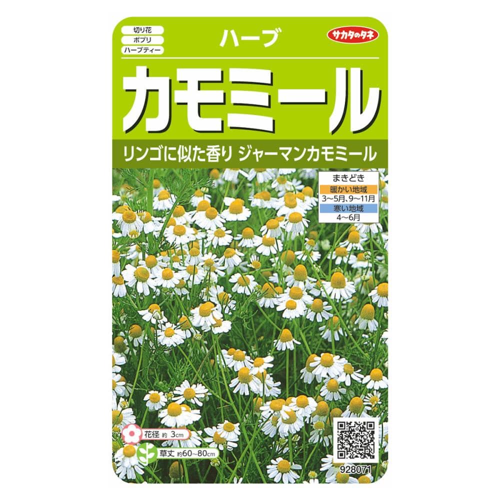 ハーブ種子　カモミール（ジャーマンカモミール）