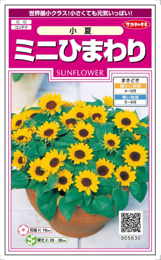 ヒマワリ種子　小夏