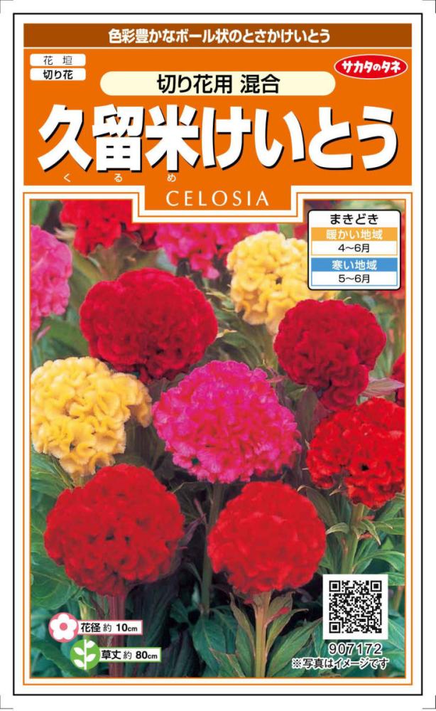 ケイトウ種子　久留米けいとう　切花用混合