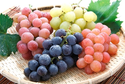 新潟県産　うさぎ村の葡萄畑　おまかせセット　贈答用　約１．7ｋｇ（４～５房入）【注文期限：10月20日】