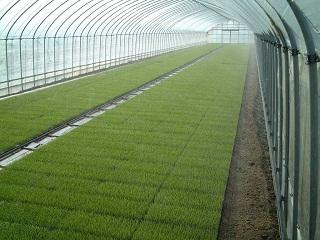 ミストエースＳ７２　１００ｍ　ＷＢ８２３１