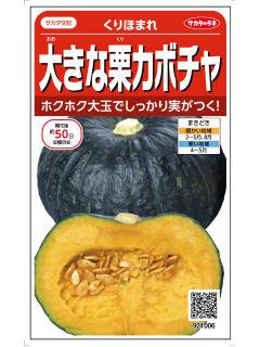 カボチャ種子　大きな栗カボチャ　くりほまれ
