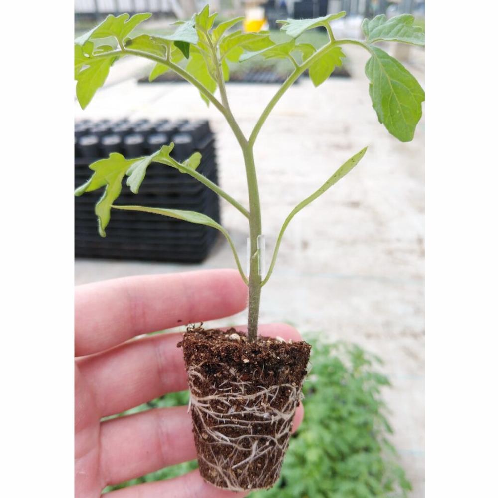 【接木苗予約】　トマト　セル苗　１２８穴　グループ①