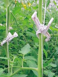 くきたっちアルファ　ＫＡ－Ｐ２００　２００個入り