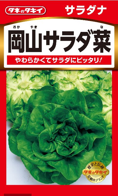 レタス　岡山サラダ菜