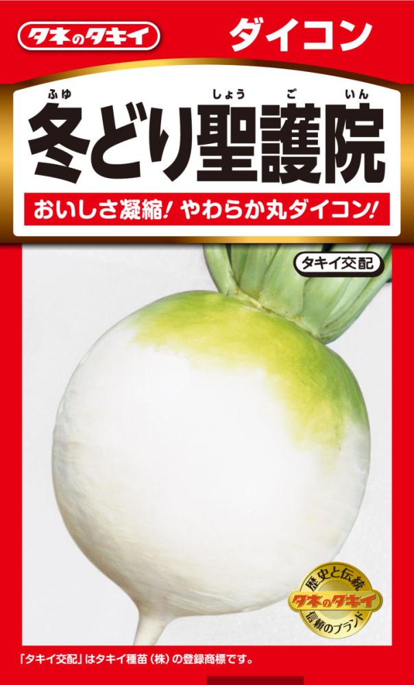 大根　冬どり聖護院