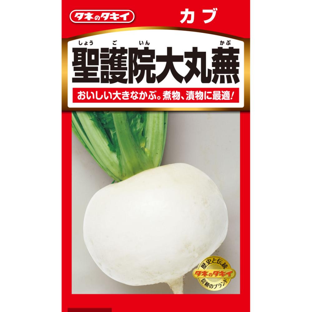 かぶ　聖護院大丸蕪