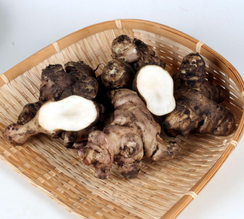 【春予約】　国産　菊芋　５００ｇ　【申込期限：３月２２日（日）】　【引渡予定日：４月１１日（土）～１９日（日）】