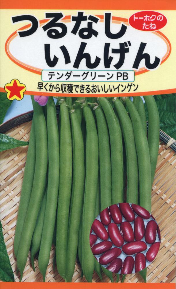 インゲン種子　つるなしいんげんＰＢ