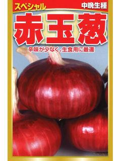 中晩生種　赤玉葱