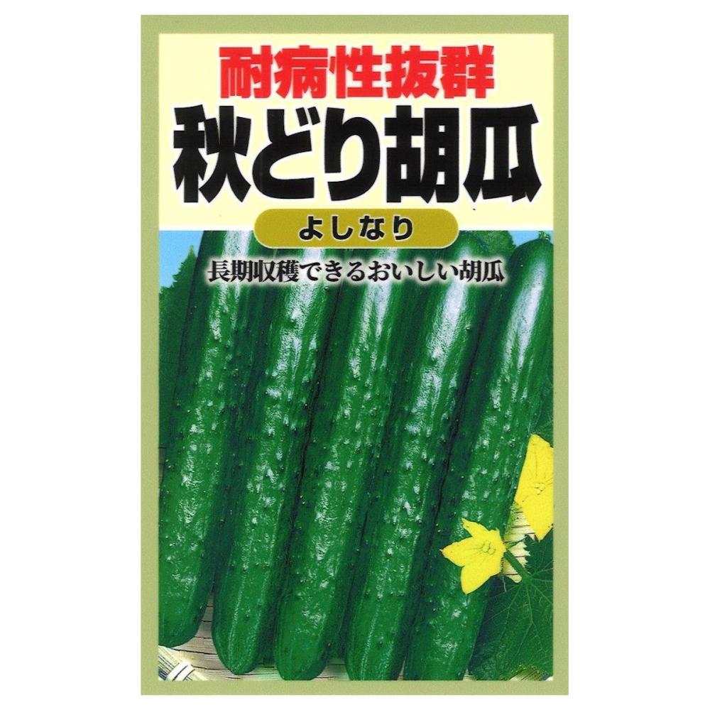 耐病種　秋どり胡瓜