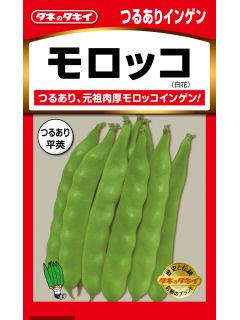 インゲン種子　つるありモロッコ