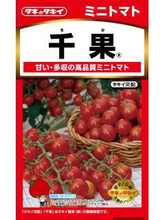 トマト種子　ミニトマト　千果
