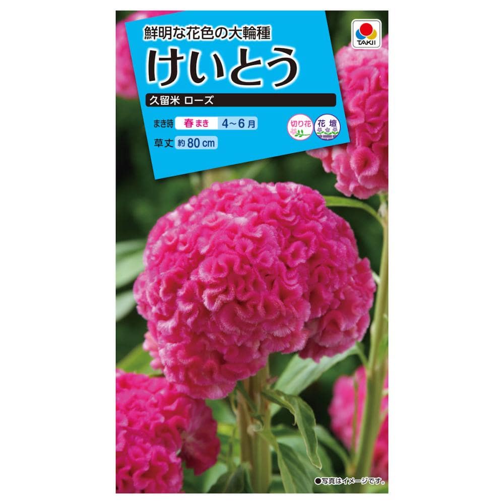 ケイトウ種子　けいとう　久留米ローズ