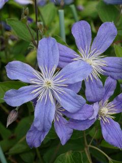 【春予約】　クレマチス　インテグリフォリア系　アラベラ　【申込期限：３月２２日（日）】　【引渡予定日：４月４日（土）～１２日（日）】