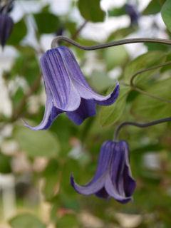 【春予約】　クレマチス　インテグリフォリア系　篭口　【申込期限：３月２２日（日）】　【引渡予定日：４月４日（土）～１２日（日）】